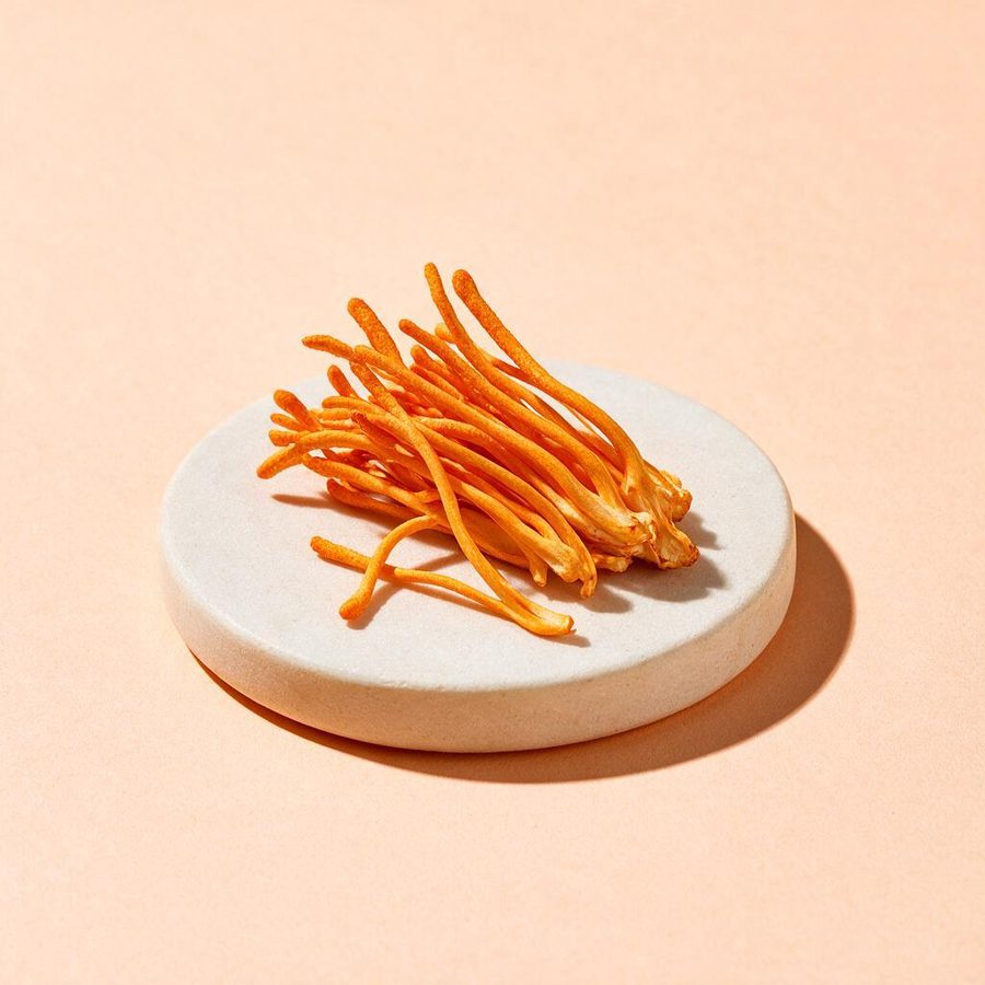 Cordyceps